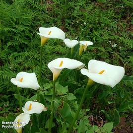 Arum Lily Crowborough (Marginal Aquatic)