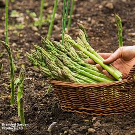 Asparagus officinalis Guelph Millennium (Spring Planting)