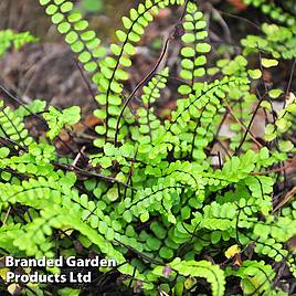 Asplenium trichomanes