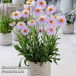 Aster Berggarten