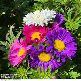 Aster Lazy Daisy Mix - Seeds