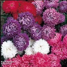 Aster Milady Mix - Seeds