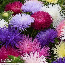 Aster Starlight Mixed