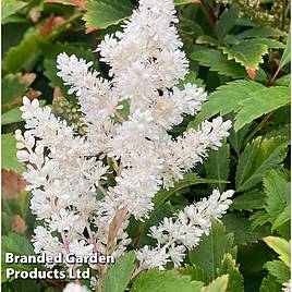 Astilbe Astary White