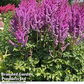 Astilbe chinensis Black Pearls