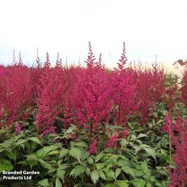 Astilbe japonica Elisabeth van Veen