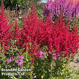 Astilbe Red