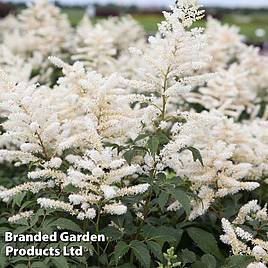 Astilbe japonica Washington