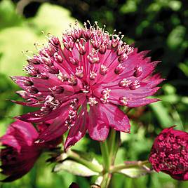 Astrantia major Censation™ Milano