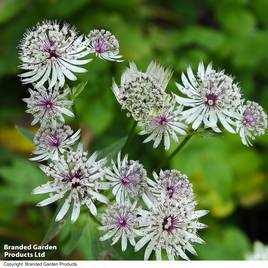 Astrantia - Seeds