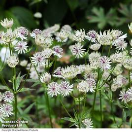 Astrantia major