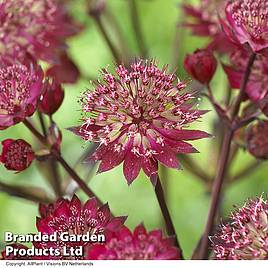 Astrantia Star of Love