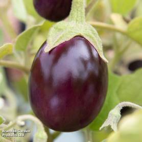 Aubergine Baby Black Jack F1 - Seeds