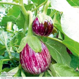 Aubergine F1 Pinstripe - Seeds