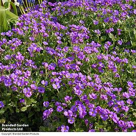 Aubrieta cultorum Cascade Purple