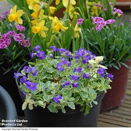 Aubrieta Dr. Mules Variegata