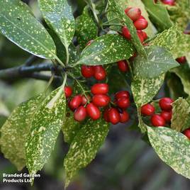 Aucuba japonica Crotonifolia