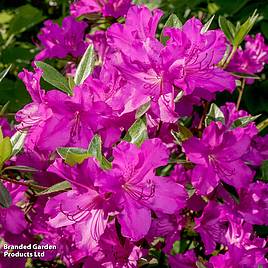 Rhododendron Blue Danube