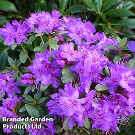 Rhododendron Blue Silver