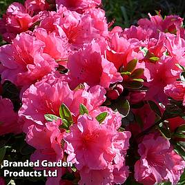 Rhododendron Chipmunk (Azalea Group)