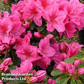 Rhododendron Dearest (Hyde) (Azalea Group)