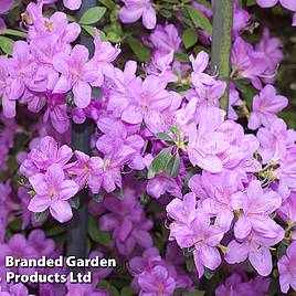 Rhododendron Elsie Lee (Azalea Group)