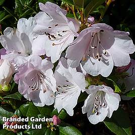 Rhododendron Cilpinense