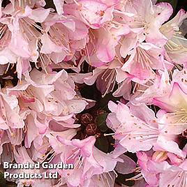 Rhododendron Ginny Gee