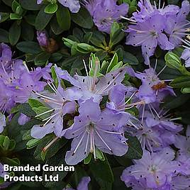 Rhododendron Leni