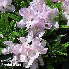 Rhododendron Robert Seleger