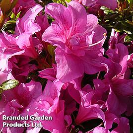 Rhododendron Flower Arranger (Hyde) (Azalea Group)