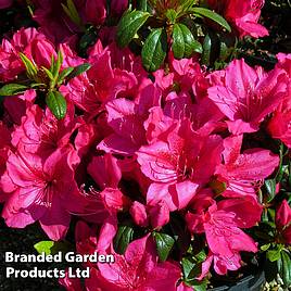 Rhododendron Georg Arends (Azalea Group)