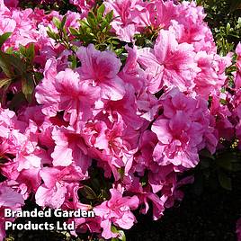 Rhododendron George Hyde (Hyde) (Azalea Group)