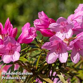 Rhododendron Graziella