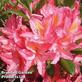 Rhododendron Jolie Madame (Azalea Group)