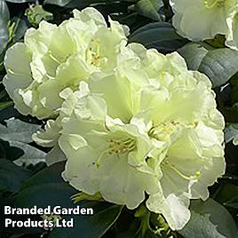 Rhododendron Lemon Dream