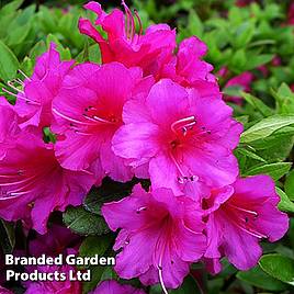 Rhododendron Magic Flute (Hyde) (Azalea Group)