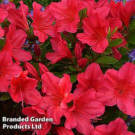 Rhododendron Nico (Azalea Group)