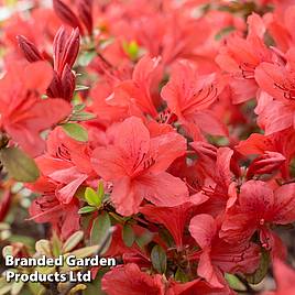 Rhododendron Orange King