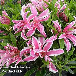 Azalea Pink Spider