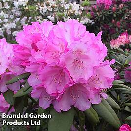 Rhododendron Hachmanns Polaris