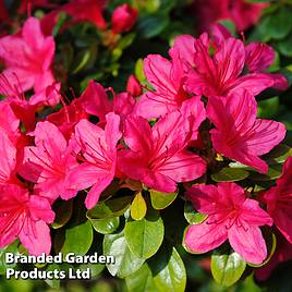 Rhododendron Purple Cushion (Azalea Group)