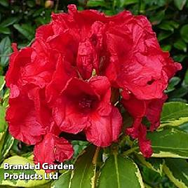 Rhododendron Red and Gold