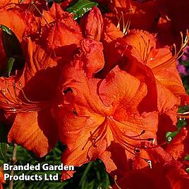 Rhododendron Royal Command (Azalea Group)