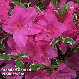 Rhododendron Salmons Leap (Azalea Group)