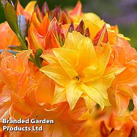 Azalea Sun Star