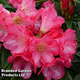 Rhododendron Surrey Heath