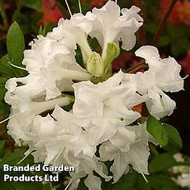 Azalea White Throat