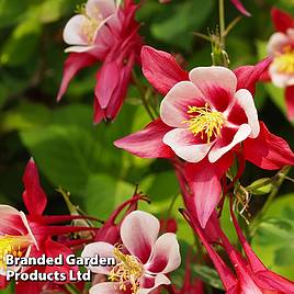 Aquilegia Red Star