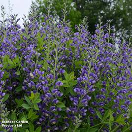 Baptisia Decadence Blueberry Sundae